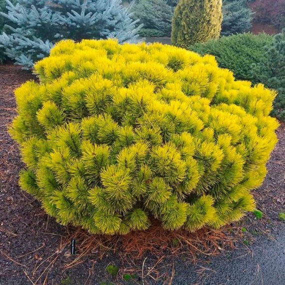 купить Сосна горная "Winter Gold"
