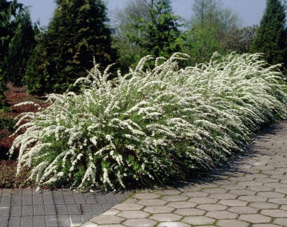купить Спирея «Grefsheim» (серая)