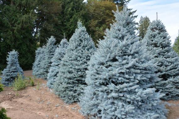 купить Ель голубая «Picea pungens Hoopsii»