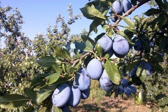 купить Слива "Стенли"