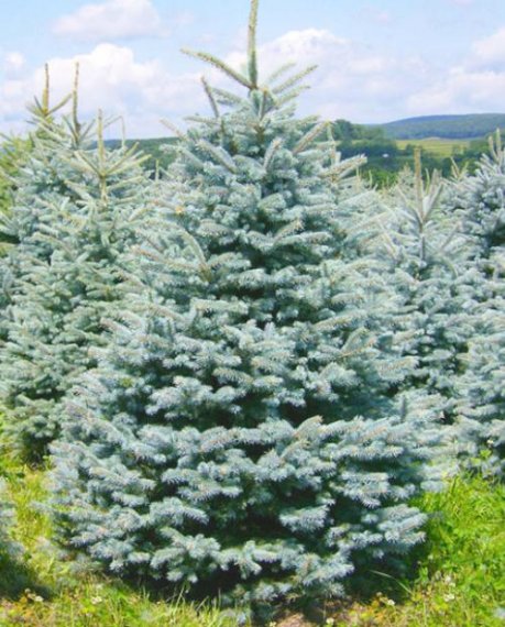 купить Ель колючая «Majestik Blue»