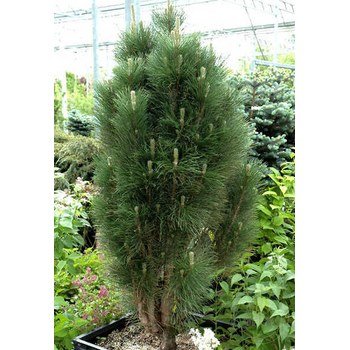 купить Сосна густоцветная "Erecta"